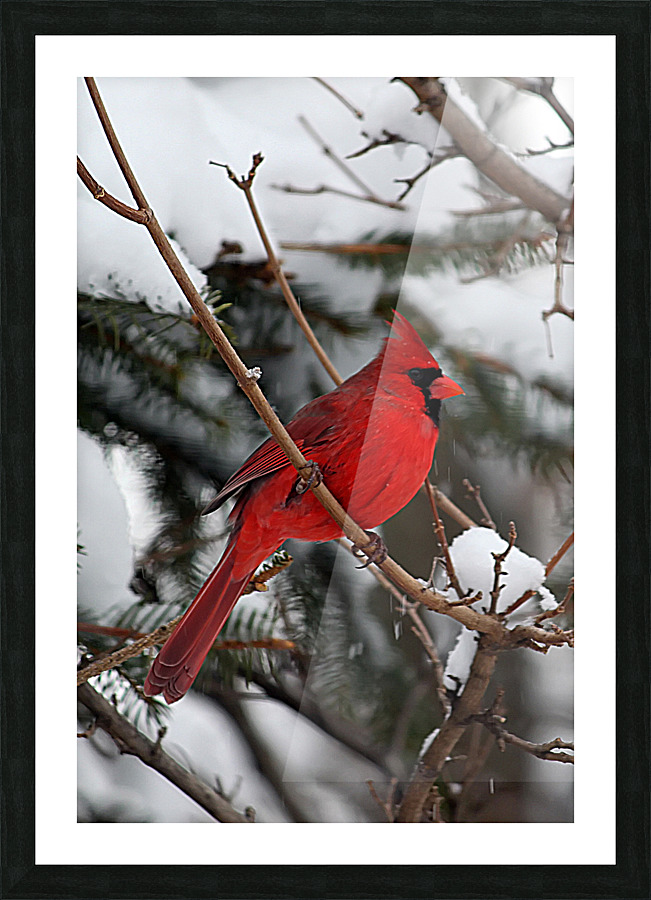 Vertical Cardinal Picture Frame print