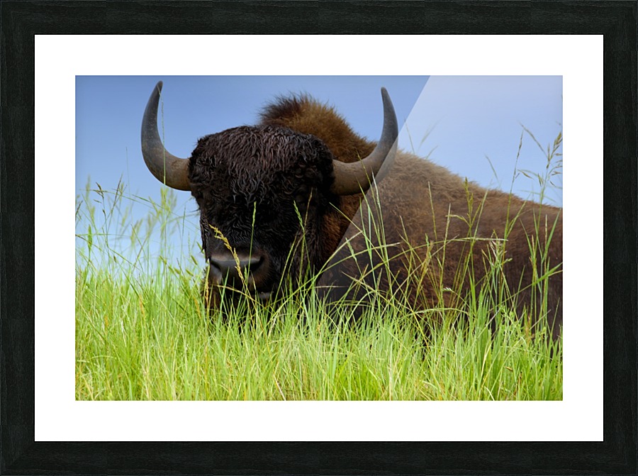 Female Bison Picture Frame print
