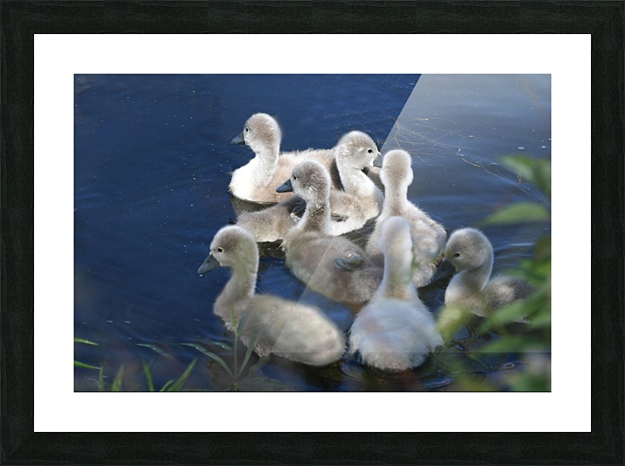Sygnets Picture Frame print
