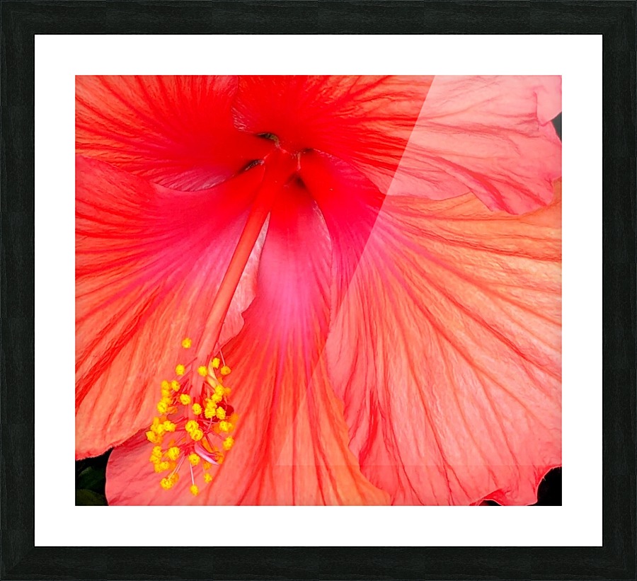 Hibiscus  Picture Frame print