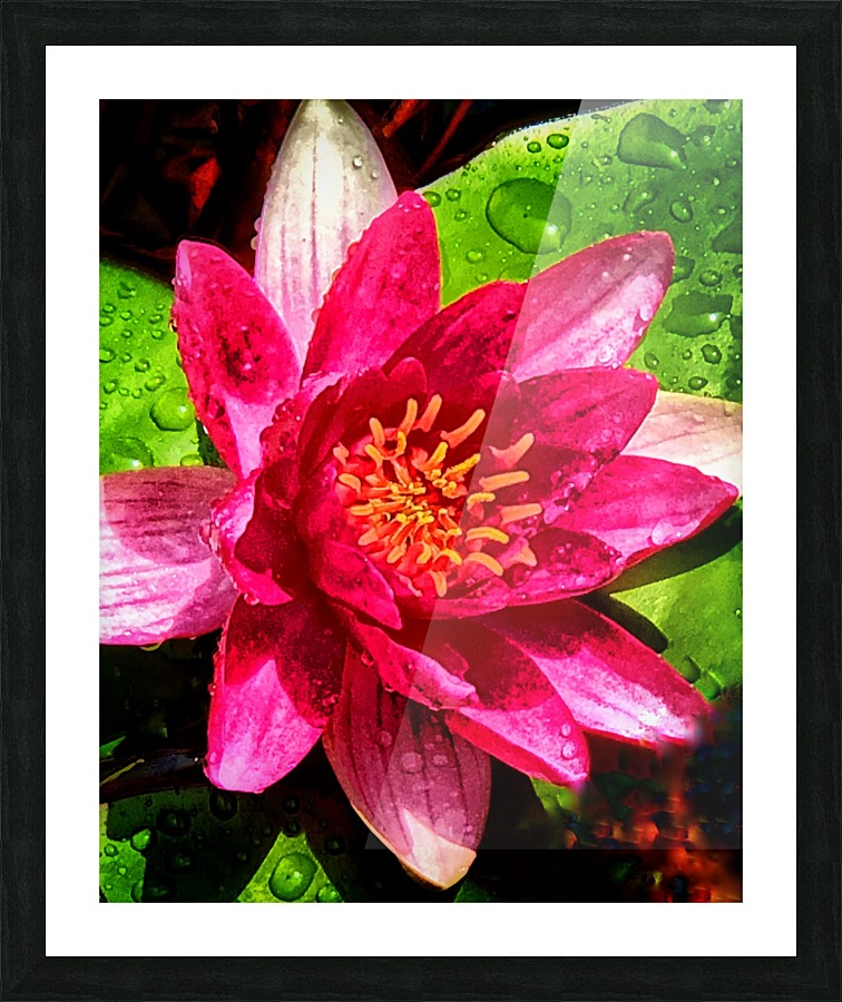 Pond Lily Picture Frame print