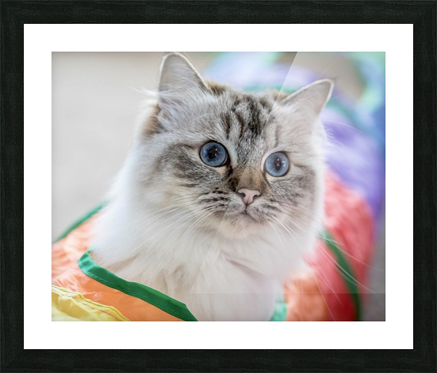 Bella Picture Frame print