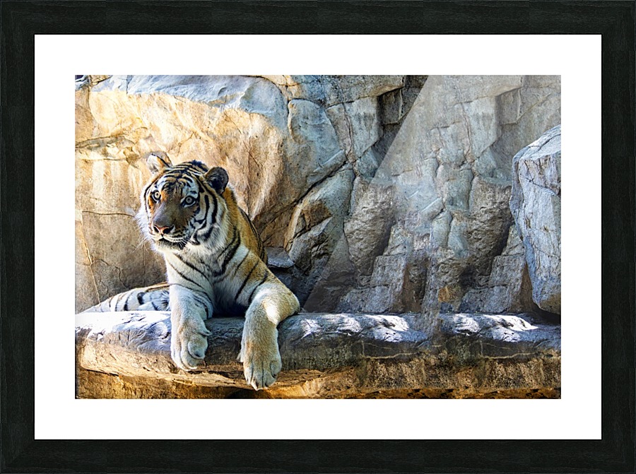Tiger Picture Frame print