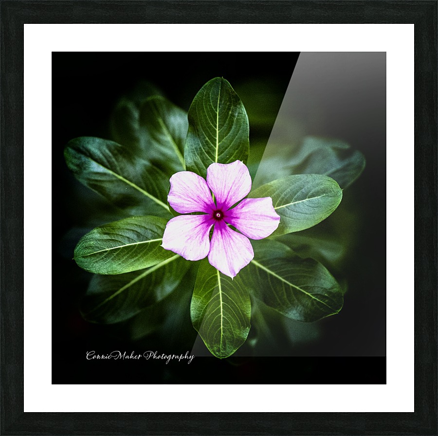 Purple Passion Picture Frame print
