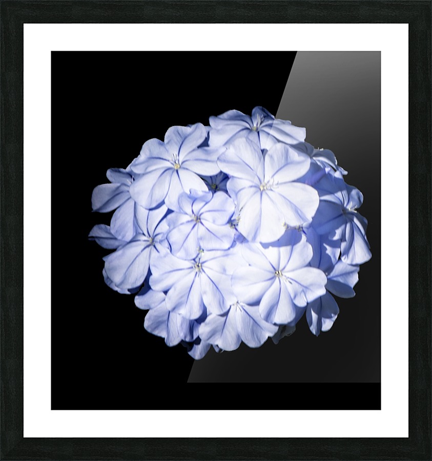 Blue Plumbago Picture Frame print