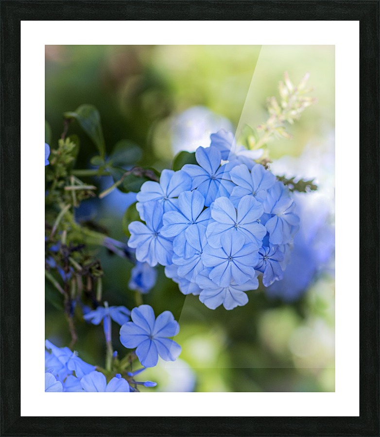 Plumbago Picture Frame print