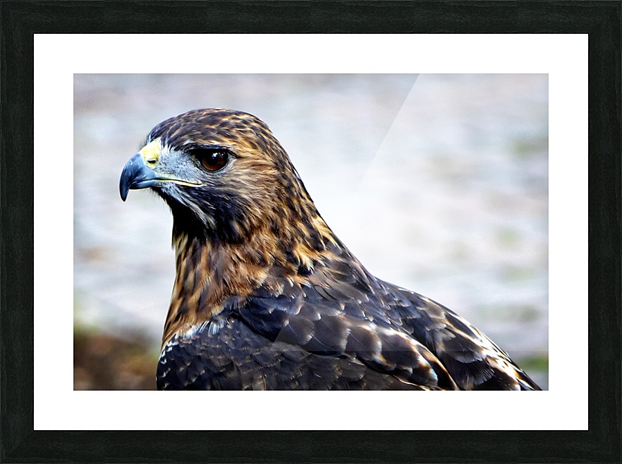 Hawk  Picture Frame print