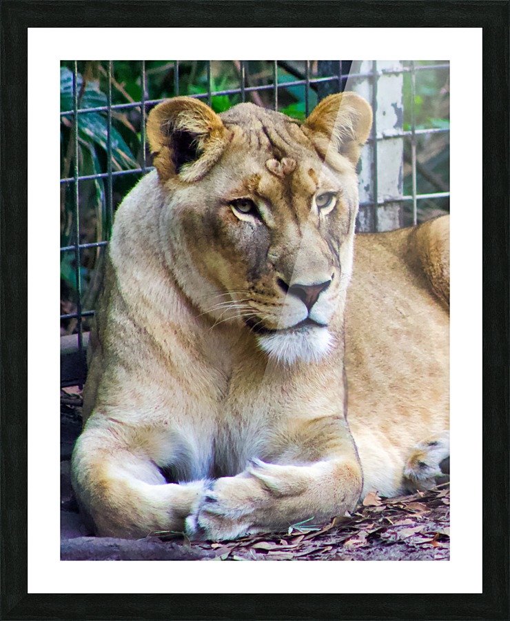 Lioness Picture Frame print