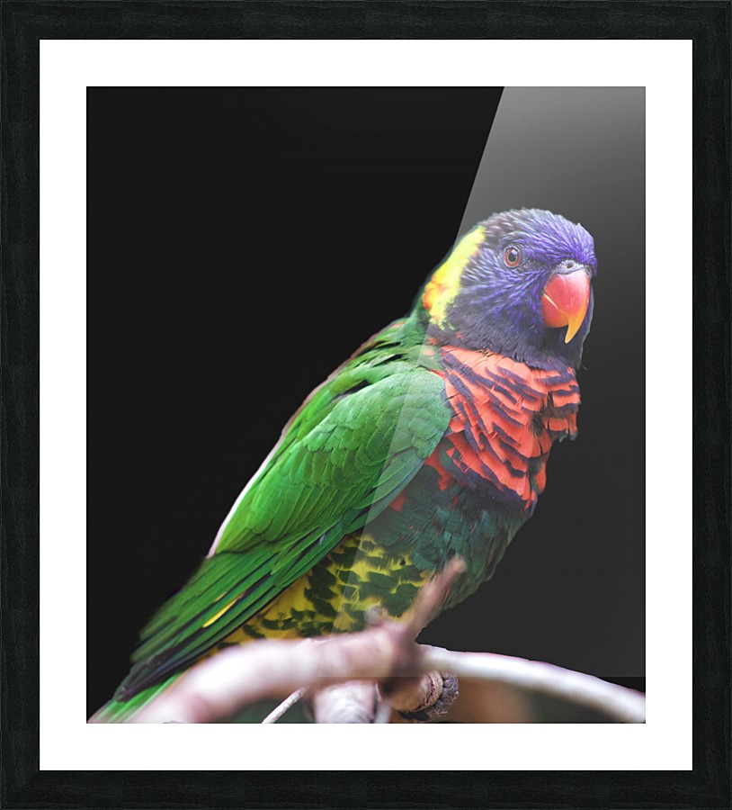 Lorikeet Picture Frame print