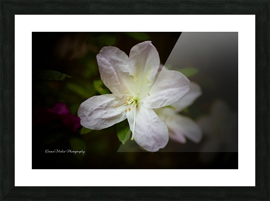 White Azalea  Picture Frame print