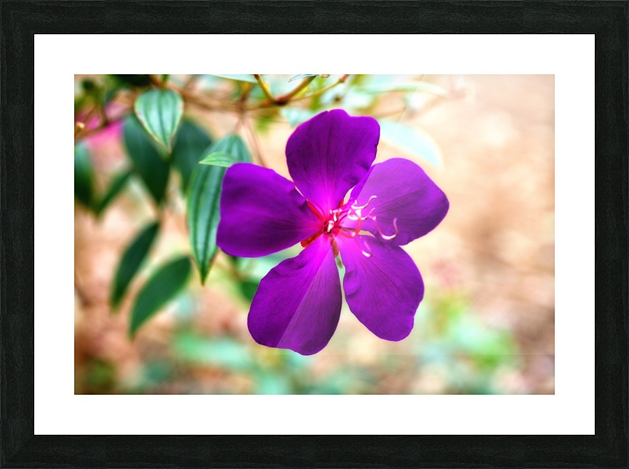 Purple flower Picture Frame print