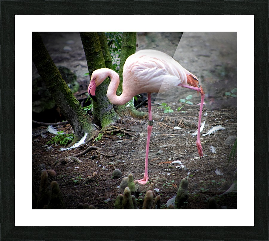 Flamingo Picture Frame print