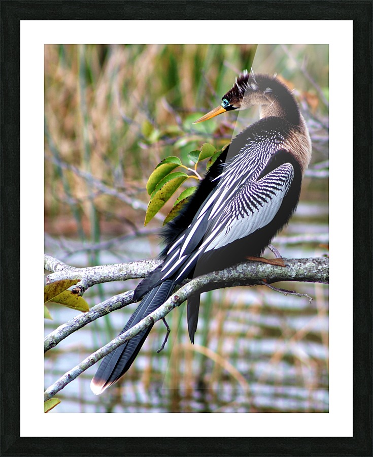 Anhinga Picture Frame print