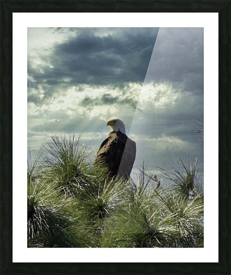 Eagle Picture Frame print