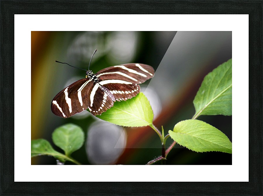 Stripped Butterfly Picture Frame print