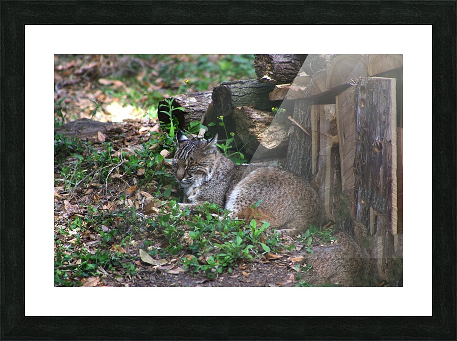 Bobcat Picture Frame print
