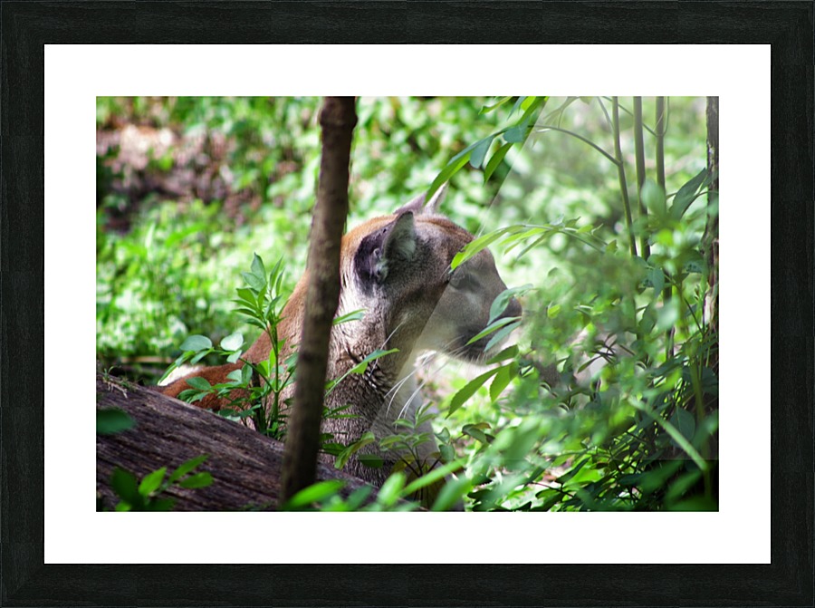 Florida panther Picture Frame print