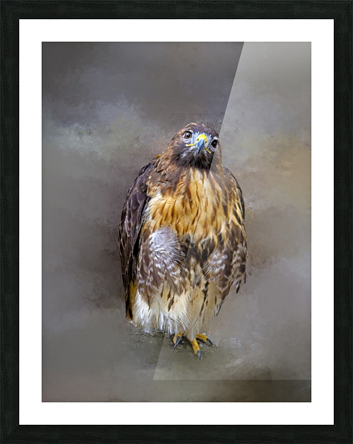 Red Shoulder Hawk Picture Frame print