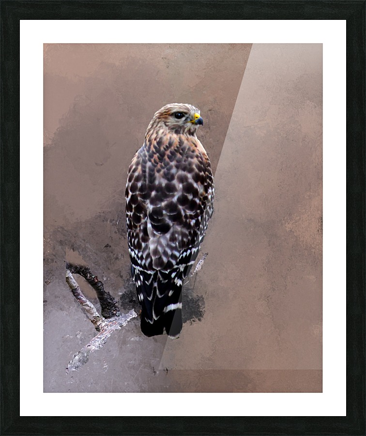  Hawk Picture Frame print