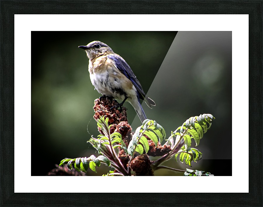 Bluebird on Sumac Picture Frame print