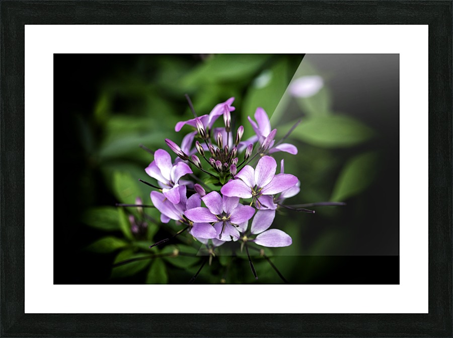 Beeplant Picture Frame print