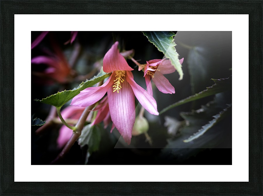 Begonia  Picture Frame print
