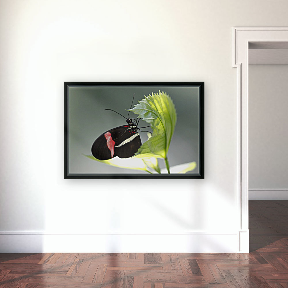 Black butterfly Reproduction
