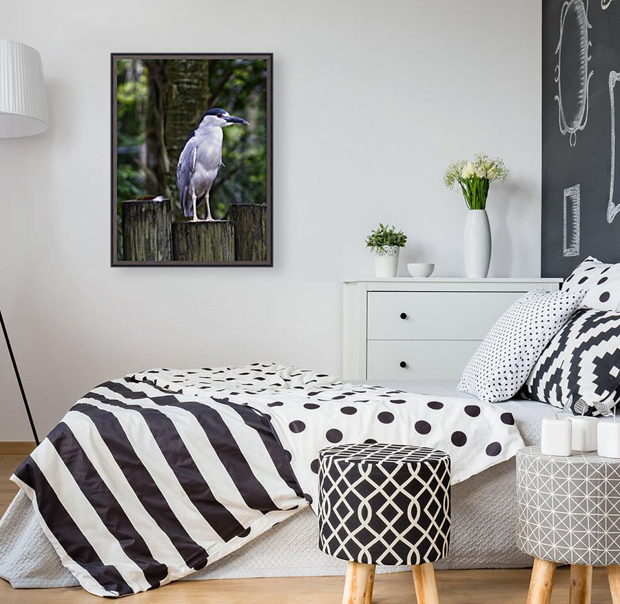Night Shade Heron Reproduction