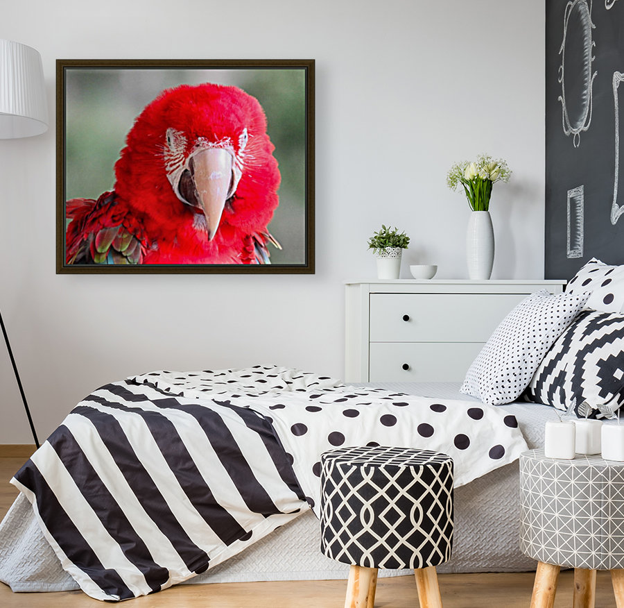 Red Parrot  Reproduction