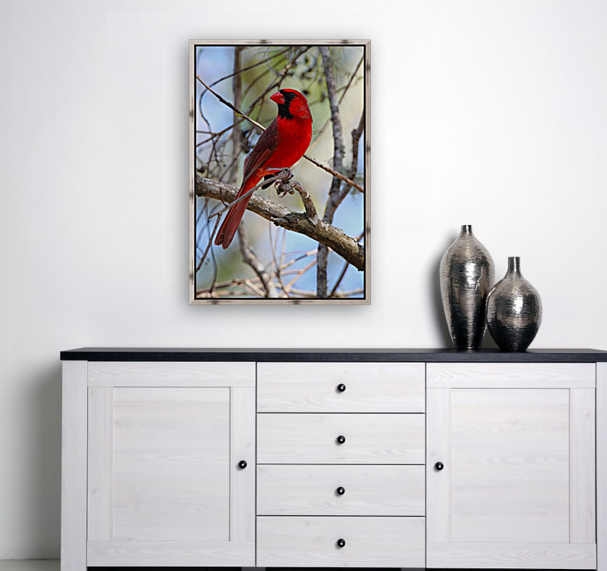 Cardinal in tree Reproduction