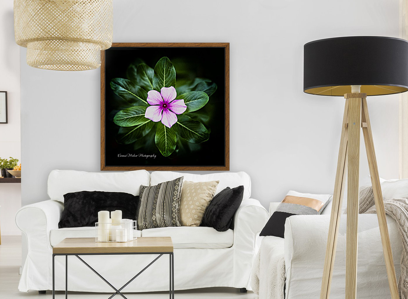 Purple Passion Reproduction