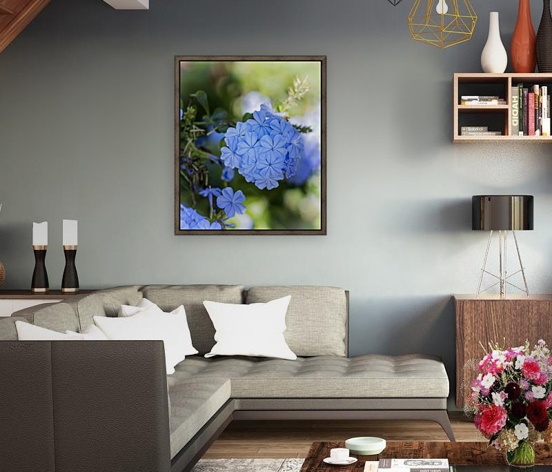 Plumbago Reproduction
