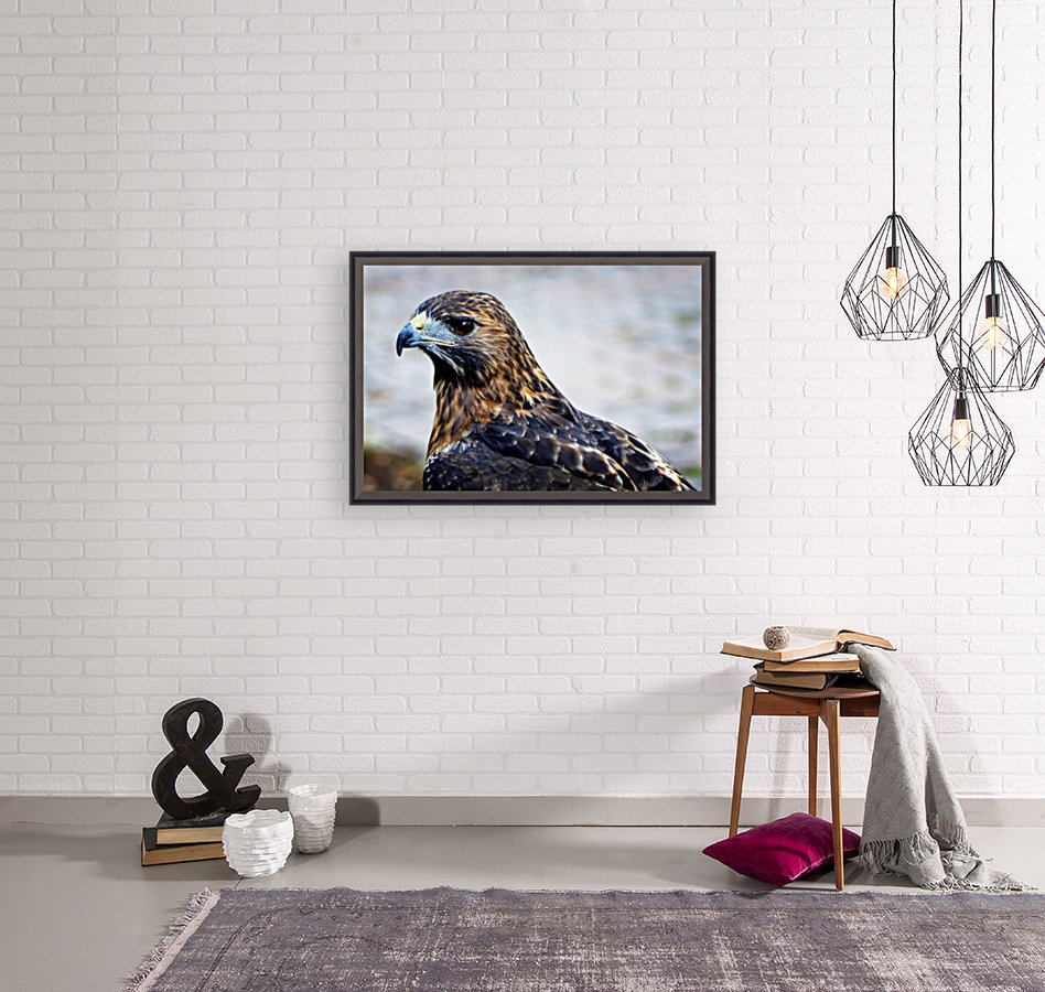 Hawk  Reproduction