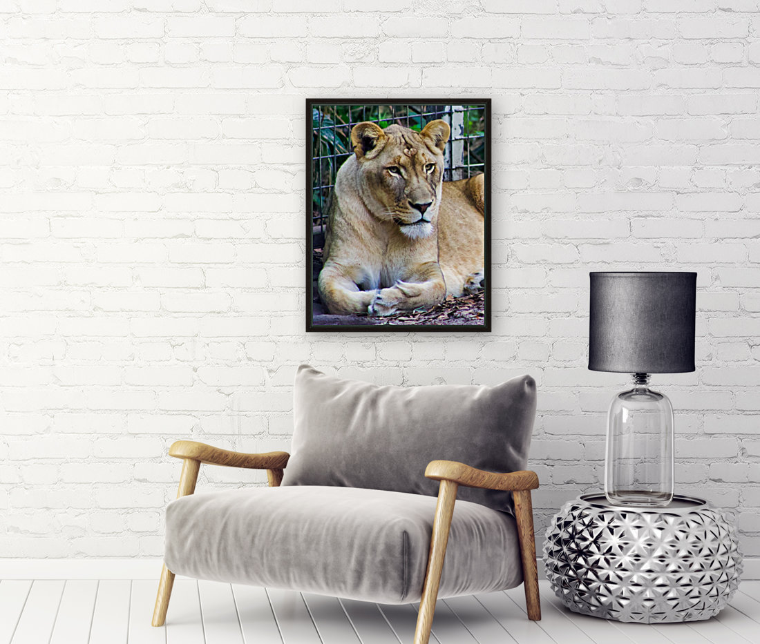 Lioness Reproduction