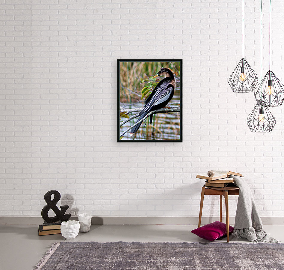 Anhinga Reproduction