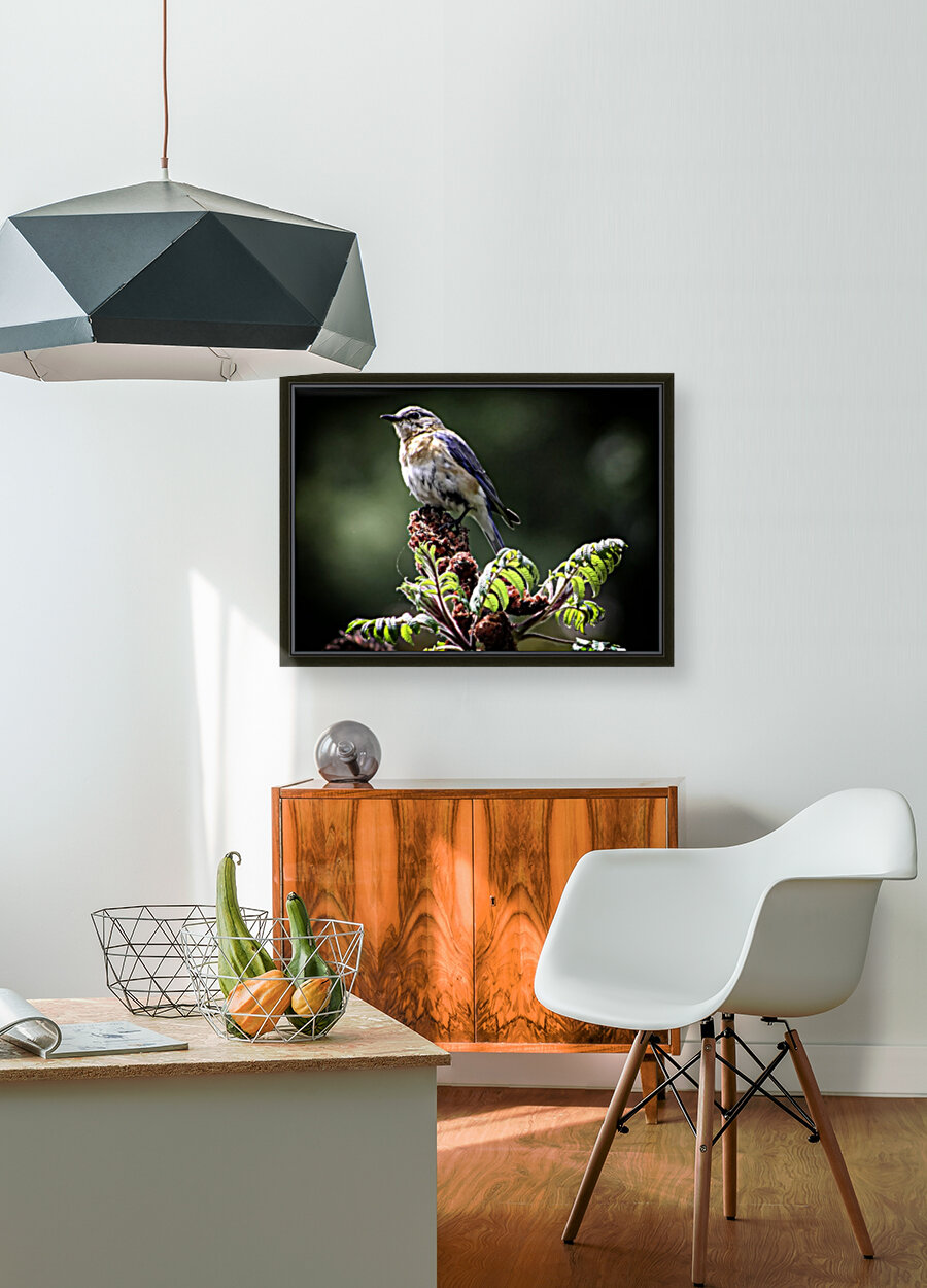 Bluebird on Sumac Reproduction