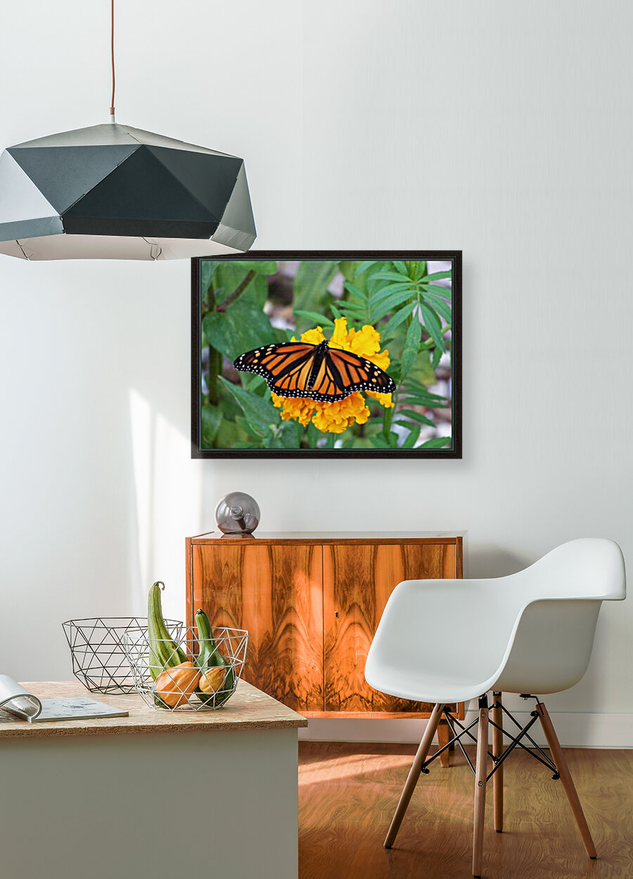 Monarch on Marigold Reproduction