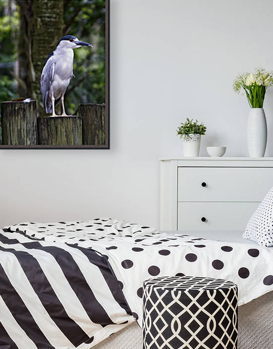 Night Shade Heron Reproduction