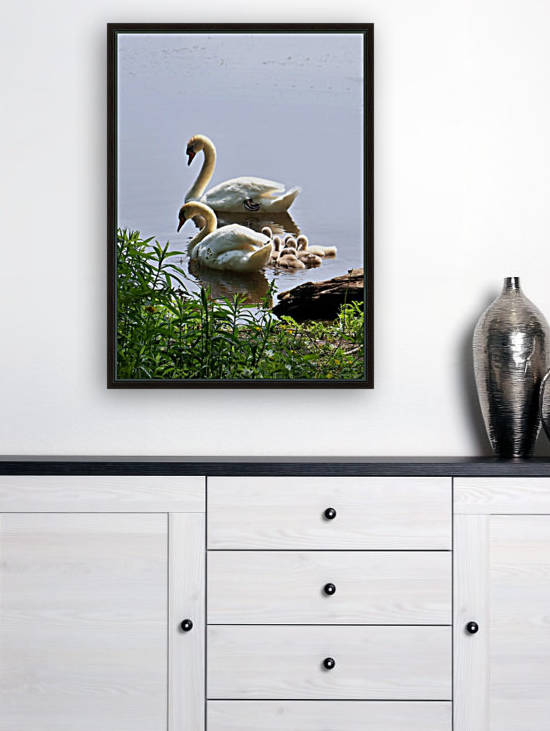 Swans and Sygnets on lake by Connie Maher