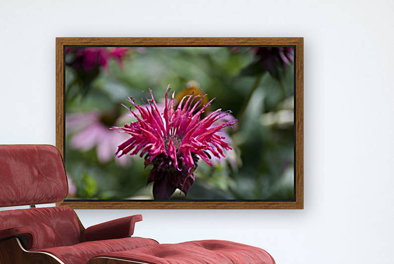 Bee balm by Connie Maher