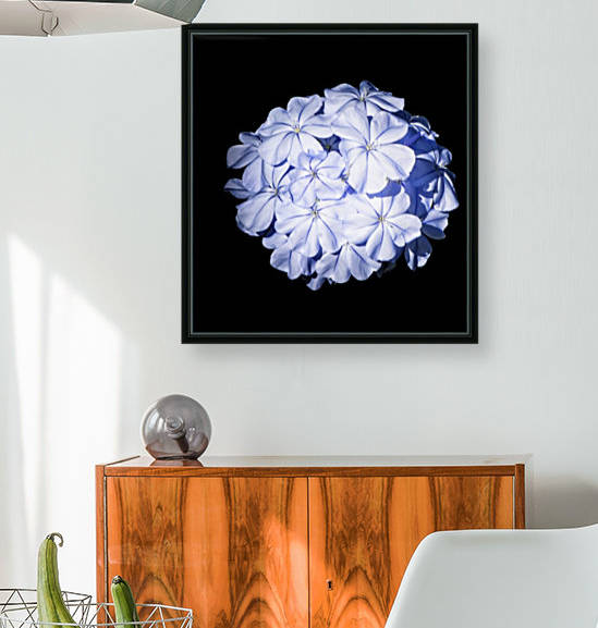 Blue Plumbago by Connie Maher
