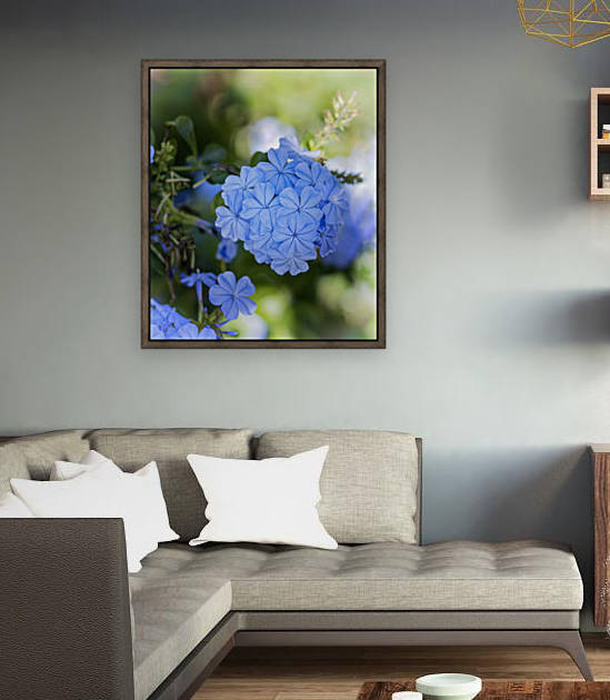 Plumbago by Connie Maher