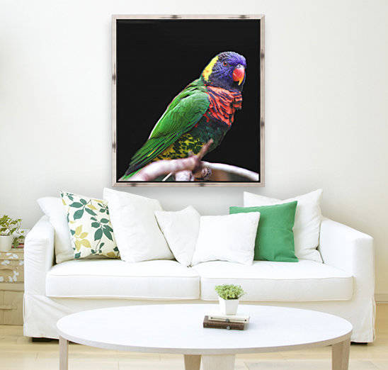 Lorikeet by Connie Maher