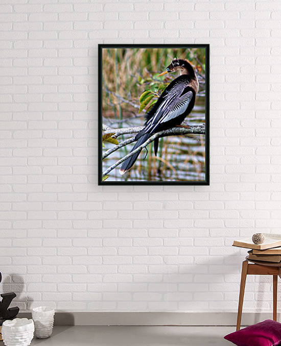 Anhinga by Connie Maher