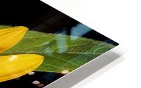 Sunflower  HD Metal print