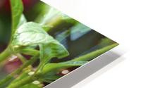 Butterfly HD Metal print