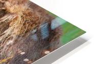 Bison Resting HD Metal print