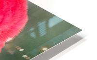 Red Parrot  HD Metal print