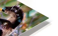 Anhinga HD Metal print
