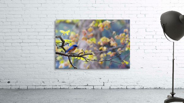 Blue Bird Wall Preview